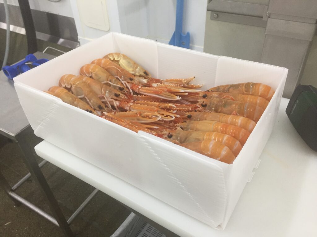 Fish boxes & seafood boxes
