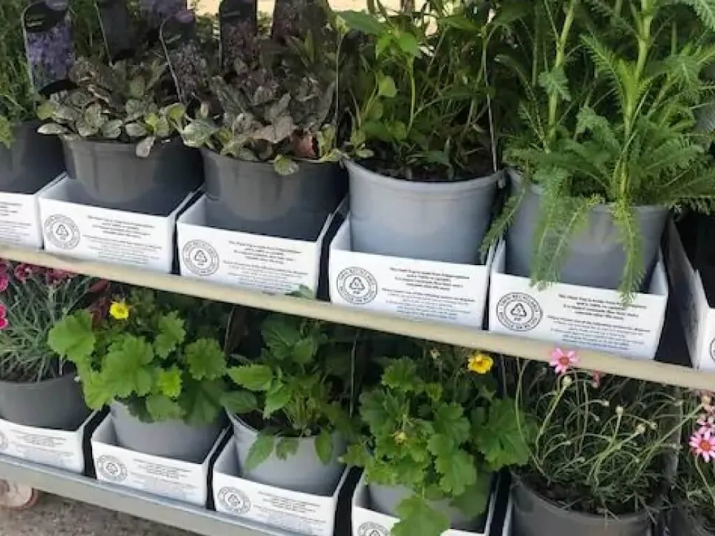 Chapel Cottage Planter vist i potte