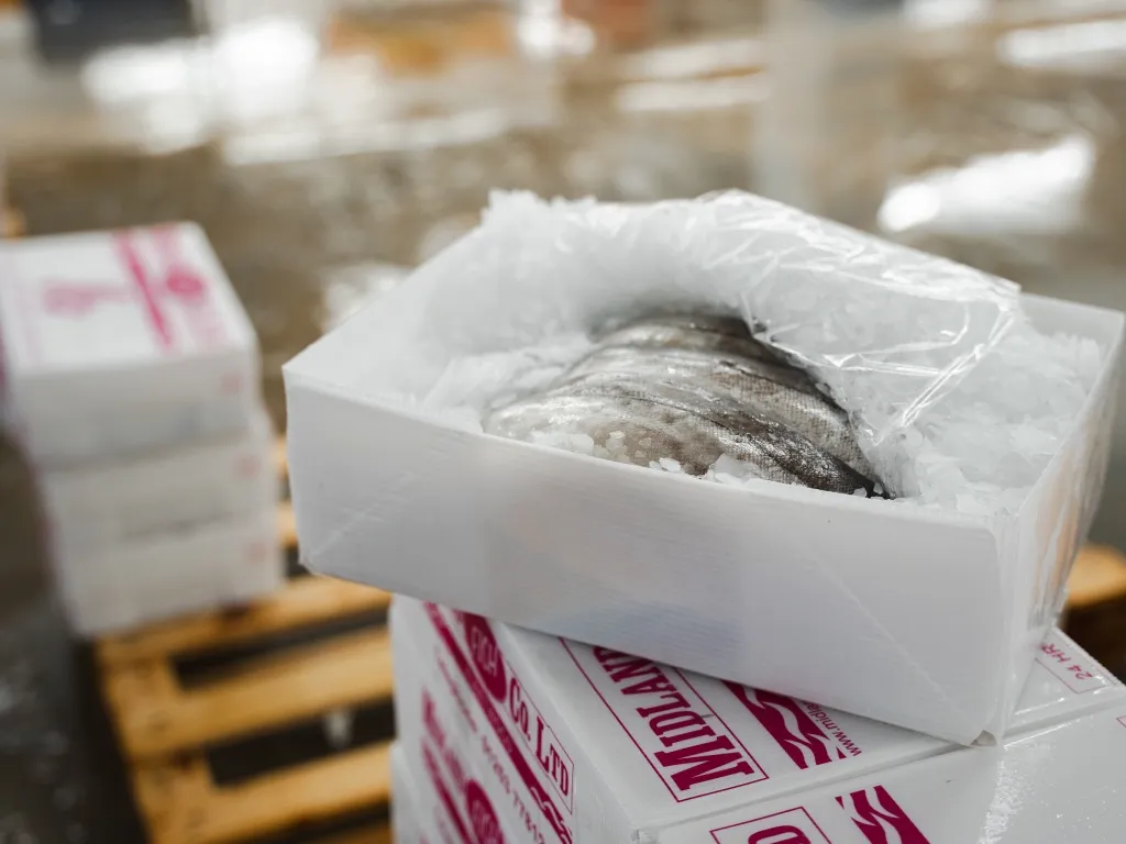 Filets de poisson sur glace dans une boîte de Midland Fish Company fournie par Tri Pack