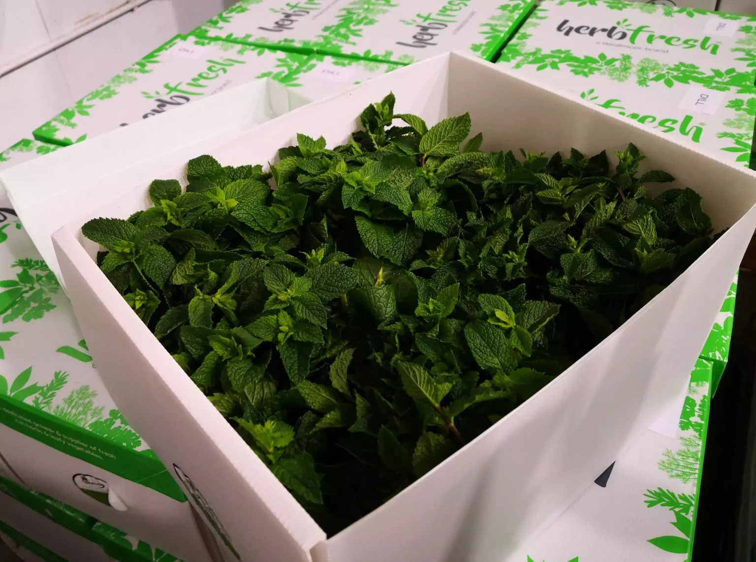 Peppermint plants in a CoolSeal box ready for dispatch