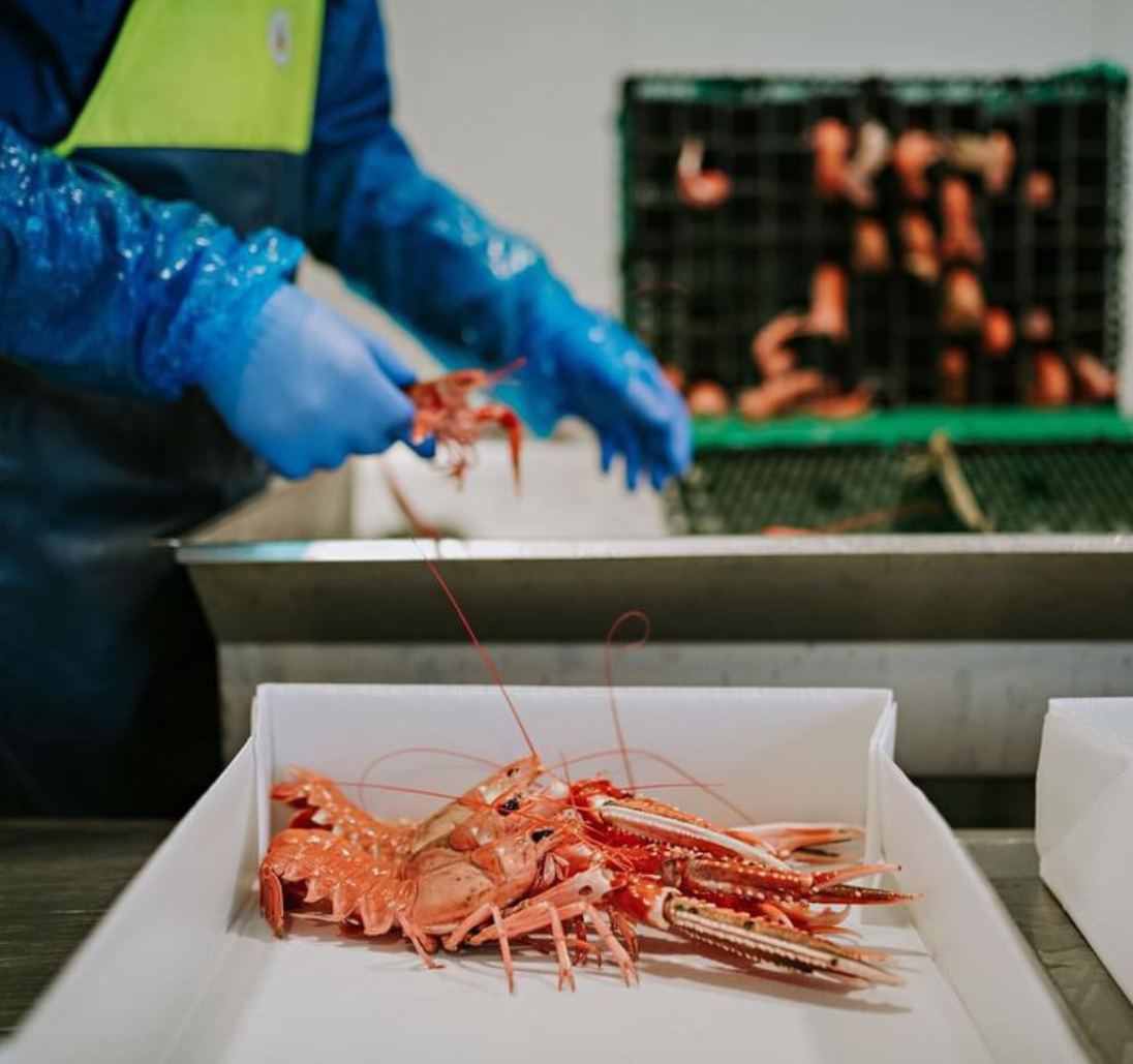 Packaging for langoustines & shellfish