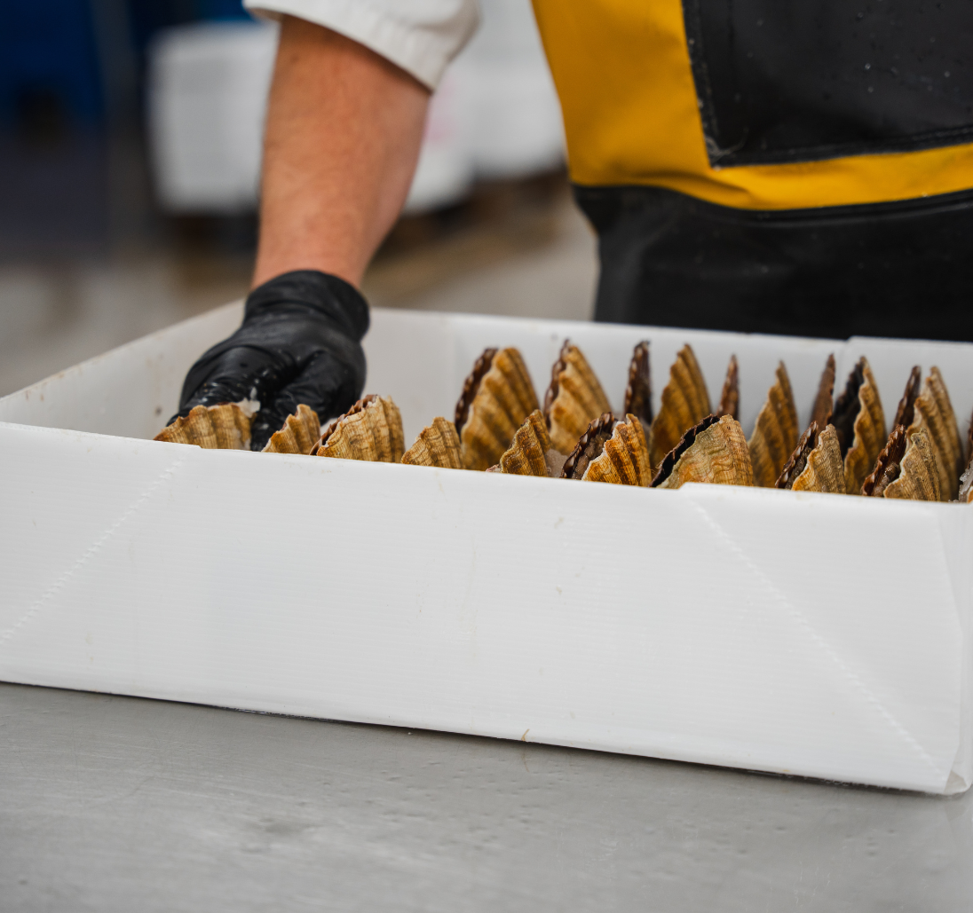 Packaging for scallops - wholesale delivery