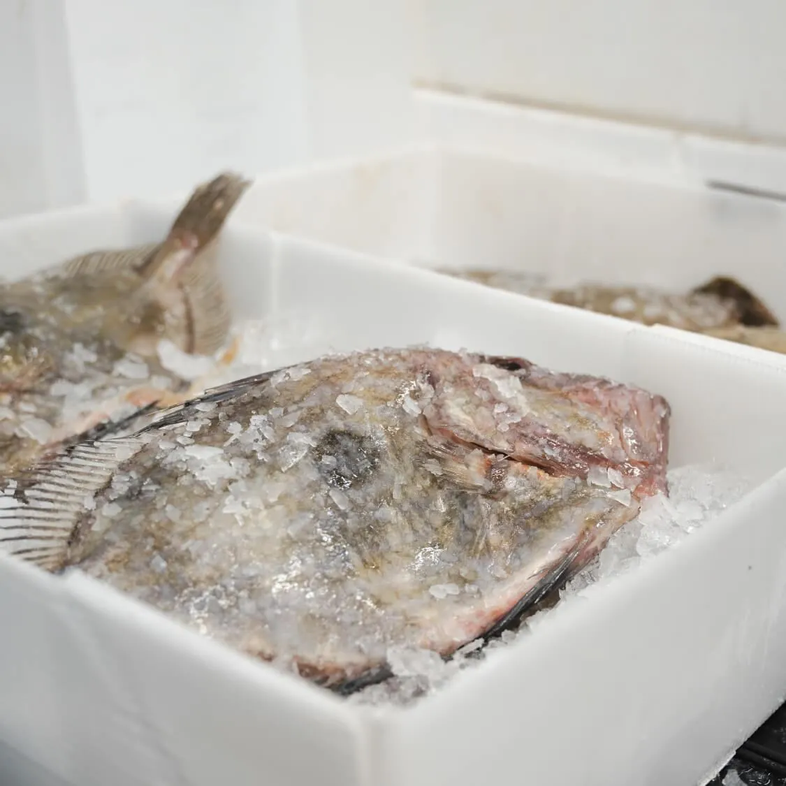 Whole Plaice on ice stored in CoolSeal packing boxes.