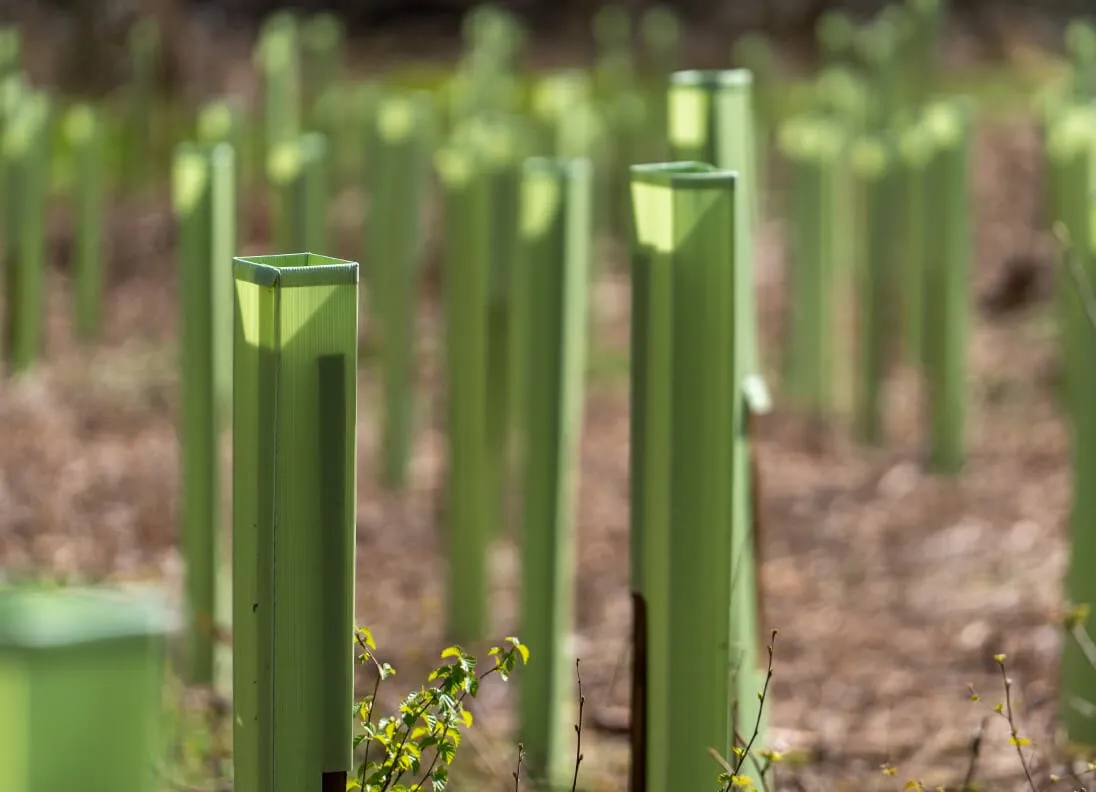 Tri Pack Tree Shelters i en ny skov