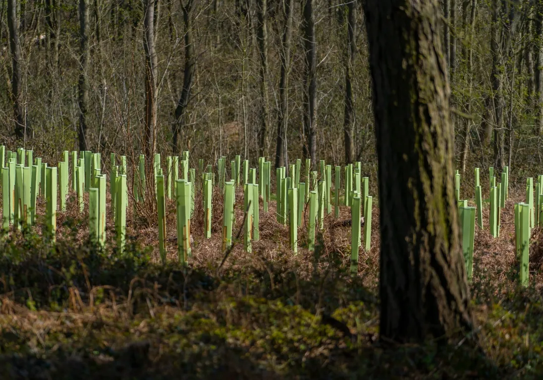 Tree Defender-træbeskyttere vist i et nyt skovområde - Fuld farve