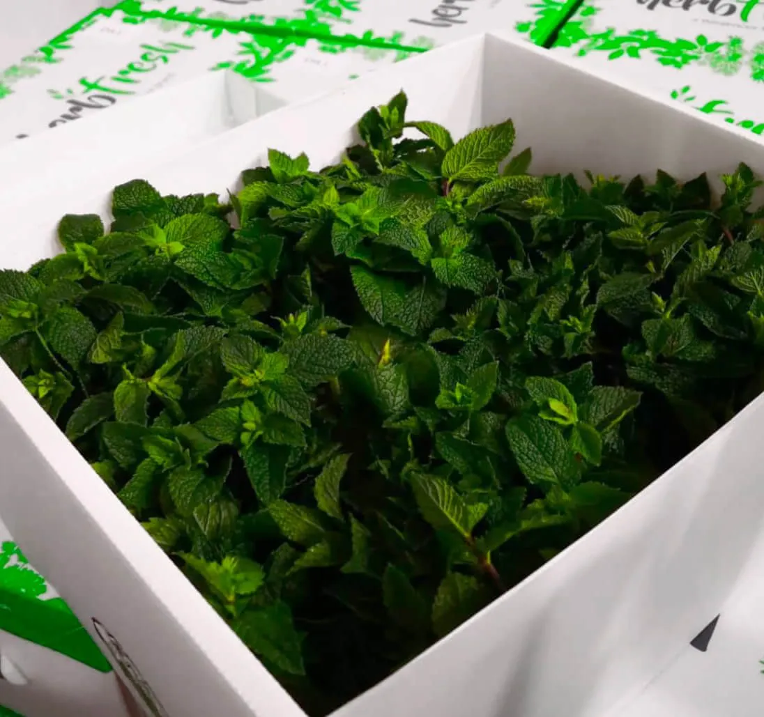 Peppermint leaves in a Tri Pack CoolSeal box