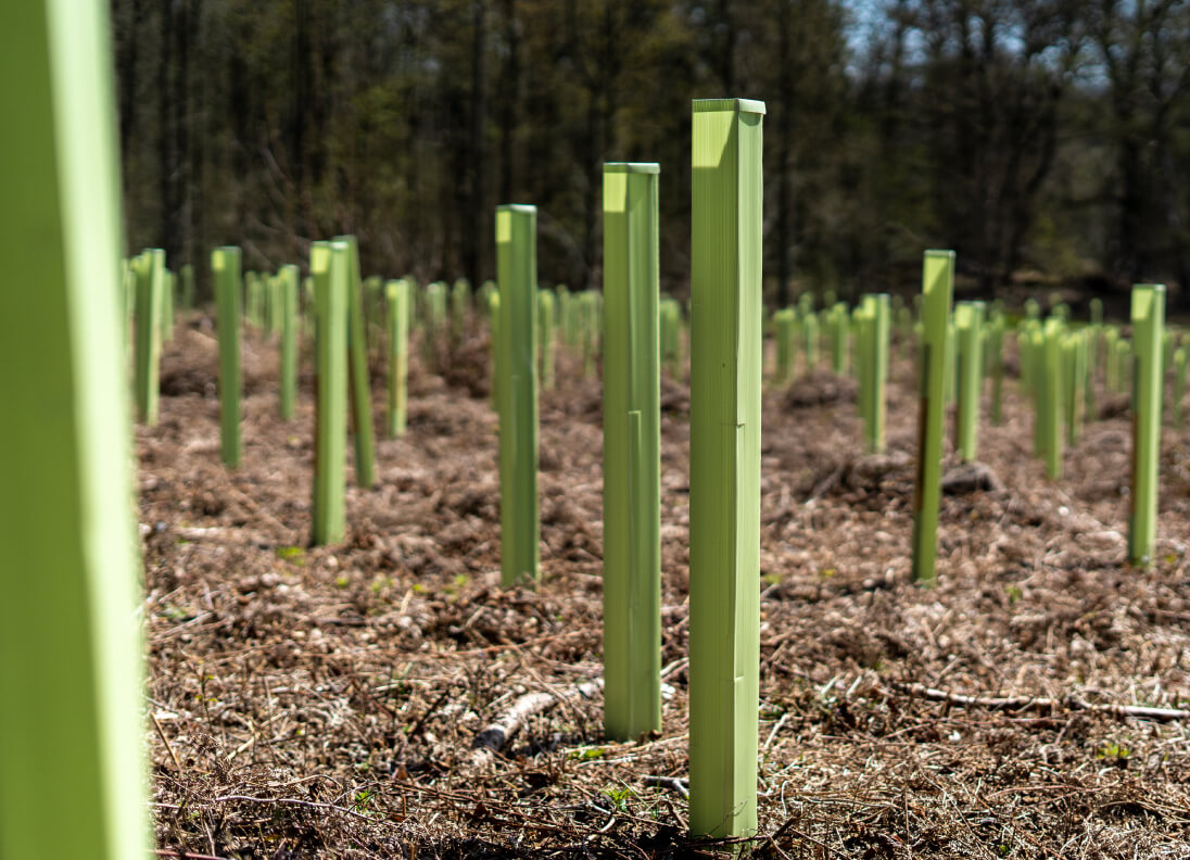 Abris dans une jeune forêt