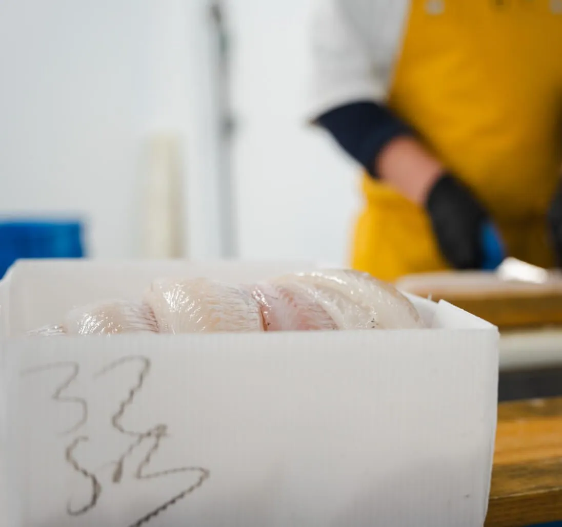 Haddock fillets shown in a CoolSeal box manufactured by Tri Pack
