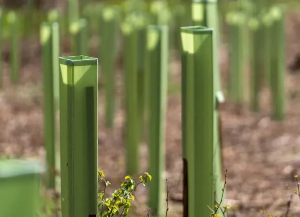 Tree Defender+ tree shelters