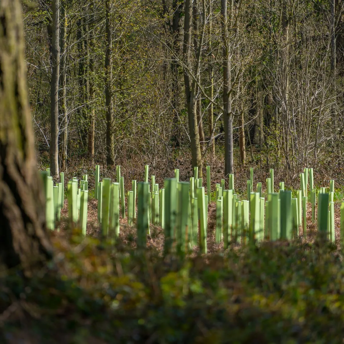 Tree Defender + boomschuilplaatsen rond volwassen bomen