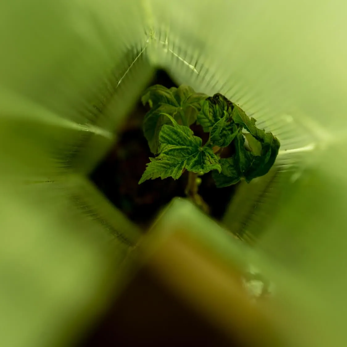 Boomverdediger + beschermt een jong boompje. Foto van bovenaf